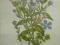 2 x kwiaty polne oryg. 1880