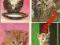 Kot,koty 12 (zestaw 4 pocztówek)