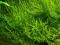 Creeping Moss - Vesicularia sp. od AQUARMINY