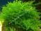 Christmas Moss - Vesicularia montagnei - AQUARMINY