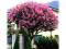 Najdłużej kwitnący krzew świata Nasiona #78N11#