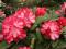 Rhododendron 'Ann Lindsay' - Rododendron DWUBARWNY