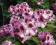 Rhododendron - Różanecznik 'Pfauenauge' NOWOŚĆ !!!