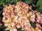 Rhododendron 'Fluidum' - Różanecznik