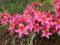 Azalea 'Fanny' - Rhododendron Azalia BARDZO WONNA!
