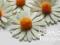 *dekomotyw* Stokrotki margerytki duże 7 cm 3 szt.