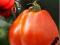 pomidor czerwony RED PEAR malinowy