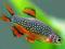 Razbora Galaxy WAWA /wszystkie gatunki ryb TANIO
