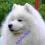 Samoyed/samojed - Virta Valo FCI - rezerwacje 2012