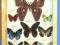 motyl motyle w gablotce Attacus, Charaxes i inne