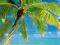 Słoneczna plaża i palma - plakat 61x91,5 cm