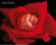 Anne Geddes - red rose - plakat 40x50 cm