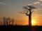 Baobab - Adansonia digitata GRUDNIOWY ZBIÓR!