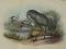 ptak żuraw oryg. 1892 chromolito