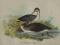 ptak nur rdzawoszyi oryg. 1892 chromolito