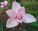 Magnolia 'Iolanthe' - RÓŻOWO AKSAMITNA jedyna taka