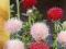 OSTROŻEŃ JAPOŃSKI (Cirsium japonicum)