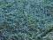 Juniperus Turquoise Spreader *NIEBIESKI*10x20cmC2S