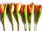 *dekomotyw* Kwiaty tulipany pęczek 6 szt pomarancz