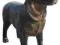 Figura Ogrodowa (D 20) Pies Labrador - 74 x 85 cm