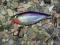 Rapala X-Rap Shad Shallow 6 cm - PD