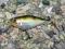 Rapala X-Rap Shad Shallow 6 cm - YP