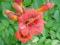 MILIN AMERYKANSKI 'Flamenco' 'Forida' piękny kwiat