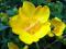 DZIURAWIEC OZDOBNY 'Hidcote' piękne żółte kwiaty!