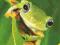 Kalendarz 2012 - Frogs PGP9482 ŻABY