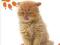 Kalendarz 2012 - Kittens PGP9392 KOTKI