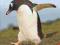 Kalendarz 2012 - Penguins PGP0170 PINGWINY