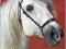 Terminarz Spiralny 2012 - Horses PGD9389 KONIE