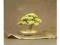 BONSAI drzewko- ŚWIERK miniaturka- Modne drzewko
