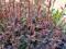 Berberys ottawski Decora *ciemnyfiolet*20-30cmC2S