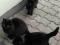 śliczne czarne kocice koty za darmo