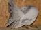 pawik pawiki perłowy super hodowla (6)