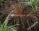 Carex Bronze Form - brązowa trawa - promocja