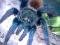 chromatopelma cyaneopubescens L13 6DC !!! real fot