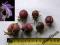 Storczyk/orchidea - Pleione formosana 4