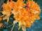 Azalia wielkokwiatowa Speks orange