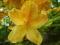 Azalia wielkokwiatowa Sunte nectarine