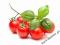 MINI pomidorek CHERRY- SUPER OKAZJA pomidor Bonsai