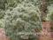 Pinus pumila 'Globe' - Sosna karłowa (KOSOLIMBA) !