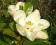 Magnolia wielkokwiatowa - KWIATY WIELKOŚCI GŁOWY