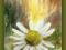 Rumianowy singiel - akwarela kwiaty Gal.Astry BCM