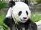 Pandas - kalendarz ścienny 2012