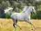 Arabian Horses - kalendarz ścienny 2012