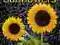 Sunflowers - kalendarz ścienny 2012