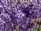 Lavender - kalendarz ścienny 2012