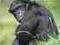 Chimpanzees - kalendarz ścienny na 2012 rok